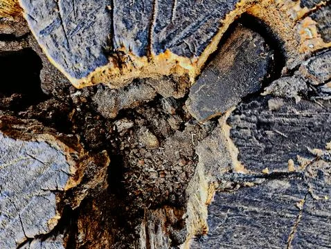 Decaying guava tree log weathered by elements and wood decomposers Stock Photos