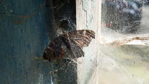 Decaying insect in a decaying house Stock Photos