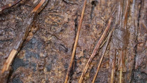 Decaying Jungle Surface With Tangled Tropical Vines Video stock 334990477