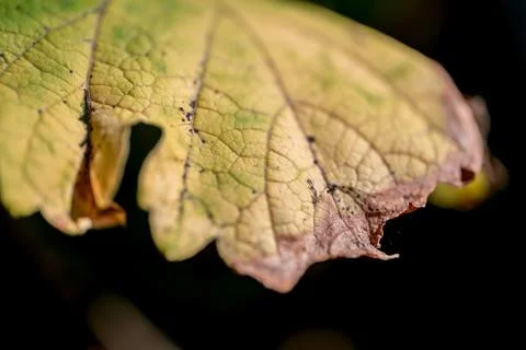 Decaying Leaf, Close Up View Foto stock