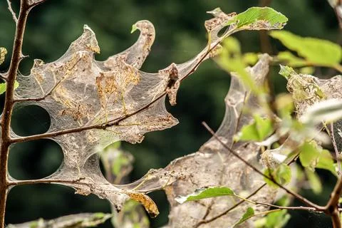 Decaying Leaves in Cobweb Stock Photos