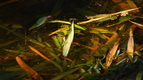 Decaying Leaves Floating on Dark Pond Water Surface in Sunlight Stock-Footage 336530353