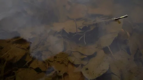 Decaying leaves underwater on river texture Stock Footage 272337641