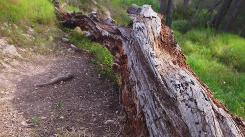Decaying Log with Insect Holes in Forest Stock Footage 333523993