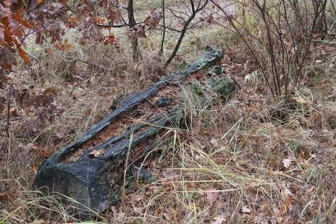 Decaying log lying on the forest floor in autumn Stock Photos