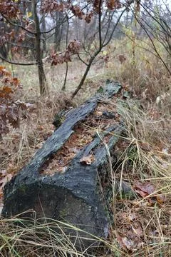 Decaying log lying on the forest floor surrounded by dry grass and leaves Stock Photos