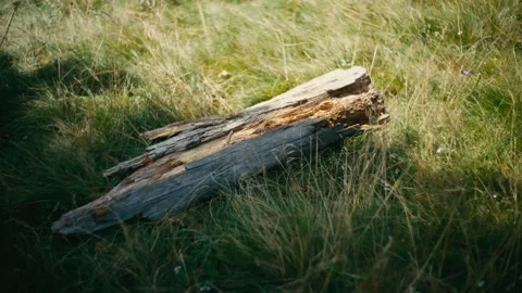 Decaying Log Lying on the Green Grass of a Wild Mountain Meadow Terrain Stock Footage 331166128