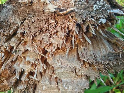Decaying log with a rough, fibrous texture Stock Photos