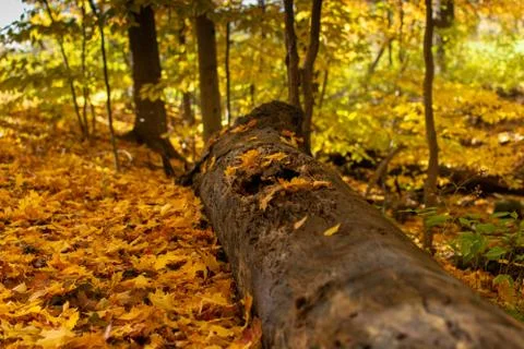 Decaying Log on Woodland Ground with Fall Colors Stock Photos