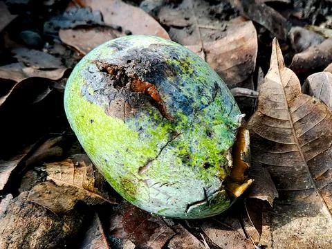 Decaying mango lies on a bed of fallen leaves, showing signs of natural dec.. Stock Photos