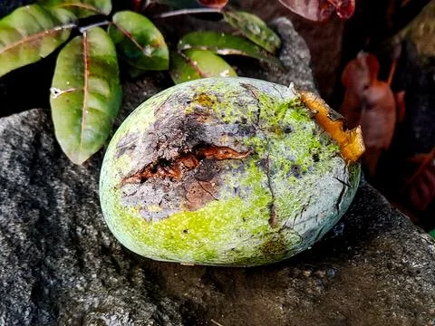 Decaying mango rests on a stone surface surrounded by foliage, a study in o.. Stock Photos