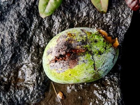 Decaying mango rests on a wet, dark stone surface with fallen leaves nearby.. Stock Photos