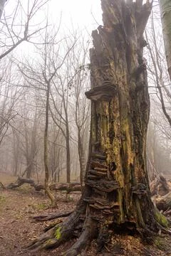 Decaying old tree Stock Photos