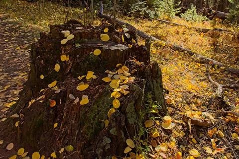 Decaying old tree stump covered with yellow aspen, Populus tremuloides, leaves. Foto stock