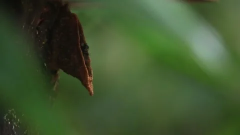 Decaying Organic Matter and Flying Insects Against Green Tropical Background Stock Footage 342461018