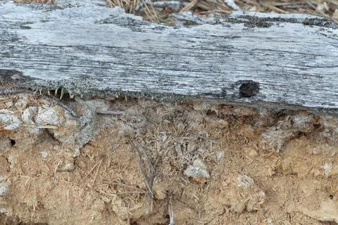 Decaying pine wood, this environment is essential for many endangered insects Stock Photos