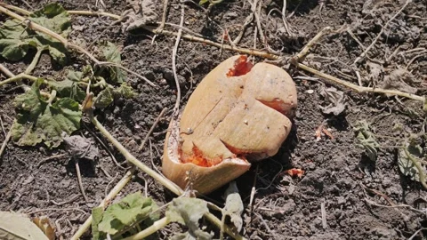 Decaying pumpkin on dry field after harvest. Crushed pumpkin Stock Footage 323316159