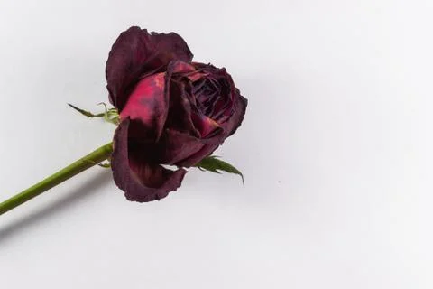 Decaying Red Rose with Copyspace Stock Photos