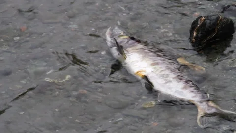 Decaying salmon floats dead in shallow river water after spawning Stock Footage 161414564