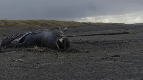 Decaying Sea Lion Static Wide 動画素材 82769205