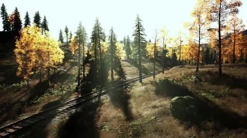 Decaying train tracks weaving through a forest of spruce trees at sunset Illustrazione stock