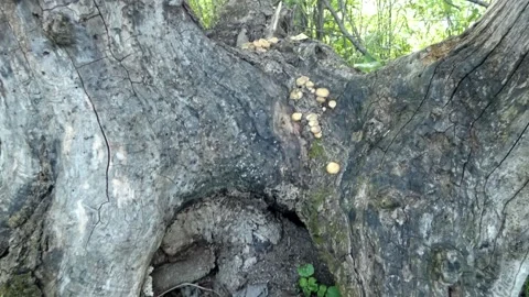 Decaying tree base with mushrooms and ants tilting Stock Footage 329898079