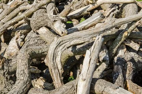 Decaying tree branches, wallpaper view Stock Photos