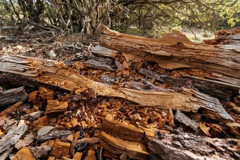 Decaying tree on the forest floor Stock Photos