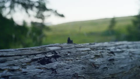 Decaying tree log forest texture macro handheld Stock Footage 344235222