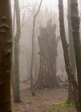 Decaying tree in the mist Stock Photos