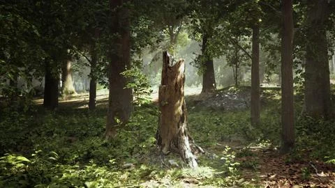 Decaying Tree Stump Amid Forest Stock Illustration