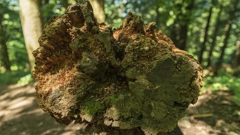 Decaying Tree Stump Cross Section with Natural Wood Texture in Forest Photos