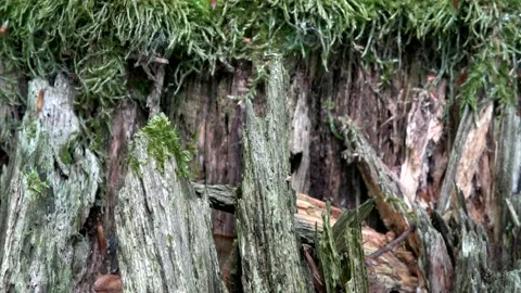 Decaying tree stump, dead wood, humus Video stock 154058067