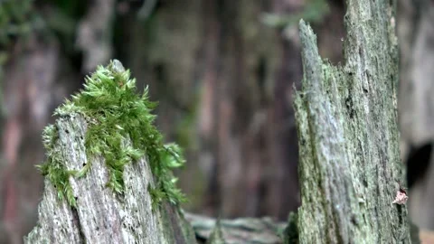 Decaying tree stump, dead wood, humus Video stock 154058089
