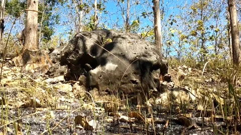 Decaying Tree Stump in a Dry Forest Stock-Footage 340017878