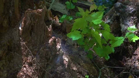 A decaying tree stump in the forest is covered in growth and webs Stock Footage 92922947