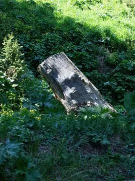 Decaying tree stump lying on a grassy patch in a lush woodland environment Stock Photos