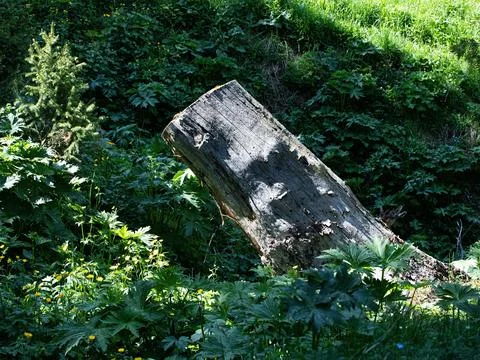 Decaying tree stump lying on a grassy patch in a lush woodland environment Foto stock