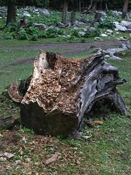 Decaying tree stump lying on a grassy patch in a lush woodland environment Foto stock