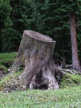 Decaying tree stump lying on a grassy patch in a lush woodland environment Foto stock