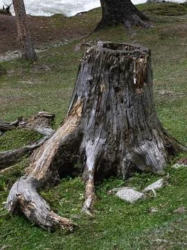 Decaying tree stump lying on a grassy patch in a lush woodland environment Foto stock
