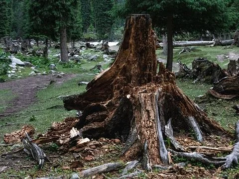 Decaying tree stump lying on a grassy patch in a lush woodland environment Stock Photos