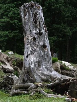 Decaying tree stump lying on a grassy patch in a lush woodland environment Foto stock