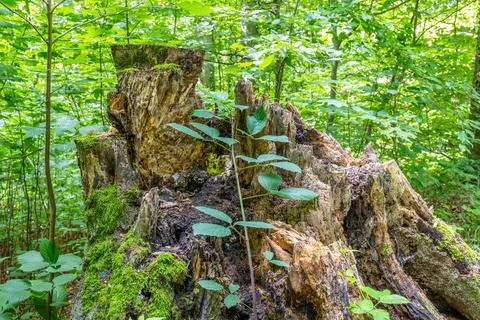 Decaying tree stump with moss and new green saplings in a forest Stock Photos