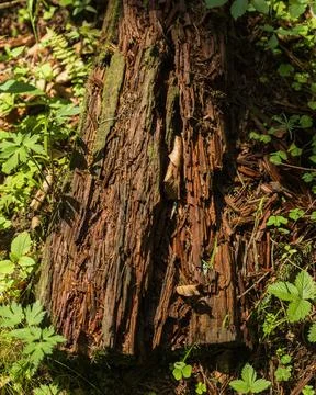 Decaying Tree Stump with Moss and Forest Vegetation in Sunlight Photos