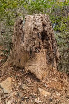 Decaying tree stump Stock Photos