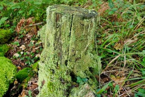 Decaying Tree Stump. Stock Photos