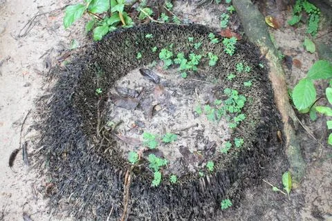 A decaying tree stump. Stock Photos
