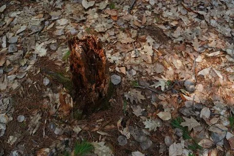 A decaying tree stump rests on a forest floor covered in fallen leaves and pine Фото