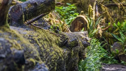 Decaying Tree Trunk Covered in Moss 4K Forest Footage from a Lush Pacific Nort Stock Footage 309315453